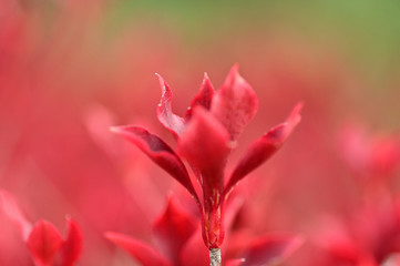 Look! Flowers are blooming. They are beautiful!