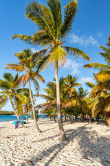 Saint Vincent and the Grenadines, coconut palms, Tobago Cays