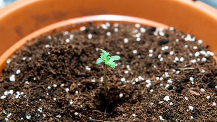 marijuana sprout in the ground close-up
