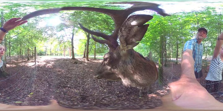 Alter Rothirsch am Zaun begutachtet Mann und M&auml;dchen, Cervus elaphus, VR, VR360, 360 VR