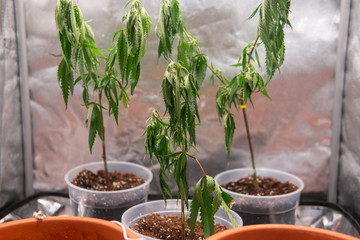 The process of cloning a marijuana plant. Cannonis cloning issues