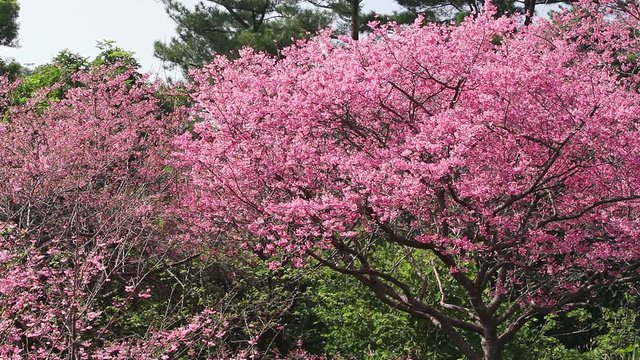 Blossoming bellflower cherry trees, Japan