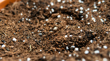 marijuana sprout in the ground close-up