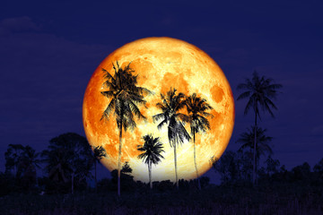 blood sturgeon moon on the night sky back silhouette coconut trees
