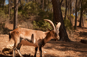 mountain goat