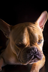 Bulldog Francese (bouledogue français) - Portrait