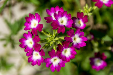 Purple and white verbena flower in close-up