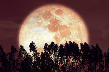 super sturgeon moon on red night sky back silhouette pines tree