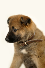 half-breed brown puppy in studio on a white background