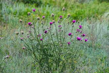 A large Thistle Bush, with a blurred background. Beautiful thistle flower on a background of green grass.