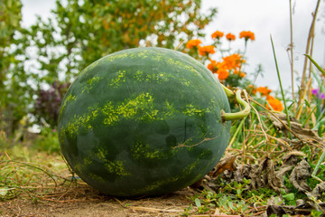 Watermelon in the garden outdoors. Ripe watermelon in the garden. Ripe juicy watermelon in the garden. Closeup.