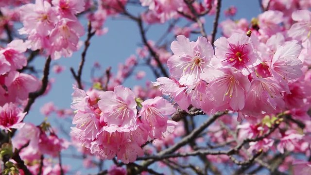 Close up of Japanese cherry blossom, Japan