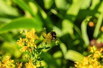 Bee on yellow flower in the garden. Closeup of bee and yellow flower.