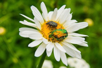 Fototapeta premium Two bugs (Cetonia aurata and Tropinota hirta) on chamomile in the garden. Two bugs on the white daisy flower close up.