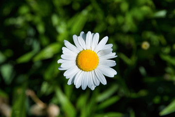 Flowering of daisies. White daisy. Bright white daisy with a yellow heart on a blurred green background. The soft blurry focus.