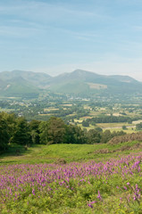  Purple flowers at the foot of Skiddow Mountain.