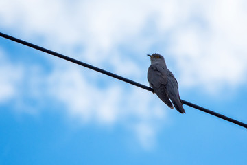 Common Cuckoo (Cuculus canorus). Common cuckoo sitting on a television antenna. Cuckoo close-up.