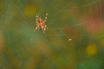 Spider in its fine web; Waiting for a dam