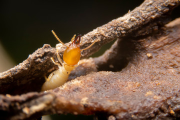 Selective focus of the small termite on decaying timber. The termite on the ground is searching for food to feed the larvae in the cavity..