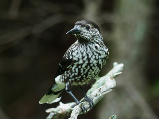 森の木の枝のホシガラス