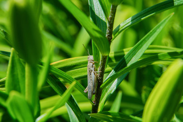 Grey grasshopper on grass. The young locusts sitting on a green leaf colors.
