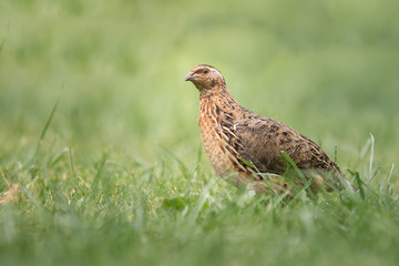 Wachtelhahn sitzt im Gras