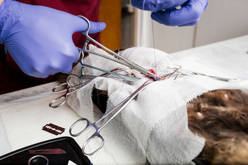 Sterilization of a cat. Abdominal surgery on the uterus close-up. Veterinary cat surgery,...