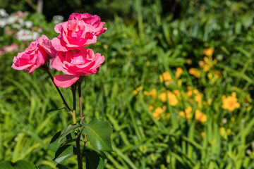 Bouquet of roses. Pink roses on green background. Soft blurred background.
