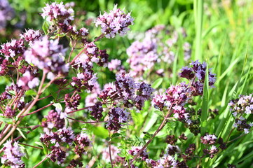 Blooming oregano in the garden