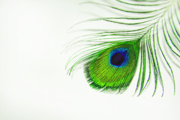 Peacock feather closeup. Green feather peacock on a white sheet of paper. Peacock feather closeup on white background - Blur.