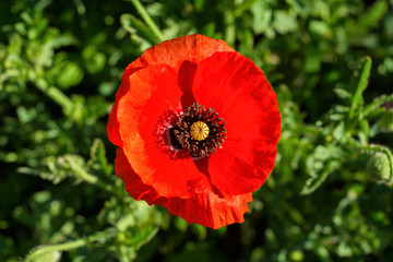 Red Poppies flower. The flower of red poppy closeup on blurred background.