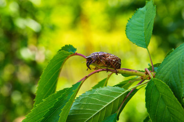 Marble beetle on a leaves sweet cherry. Polyphylla fullo ordinary. Beetle cockchafer marble close-up.