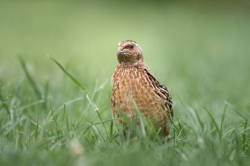 Wachtelhahn sitzt im Gras