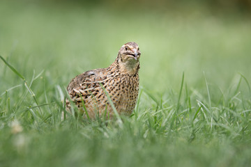 Wildfarbene Wachtelhenne auf einer Wiese