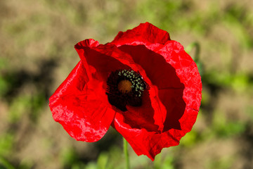 Red Poppies flower. The flower of red poppy closeup on blurred background.