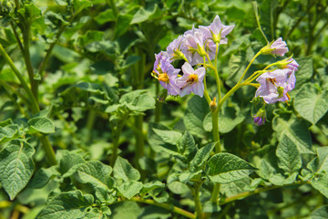 Closeup of a potato field. Potato flowers. Potato plant flowers blooming in the garden.