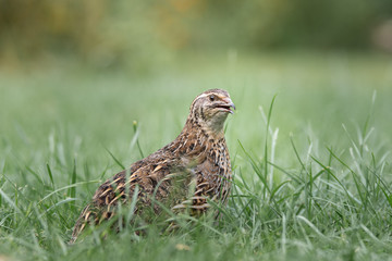 Wildfarbene Wachtelhenne auf einer Wiese