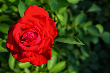 Beautiful blooming red rose. Closeup of rose. Flowering roses in the garden.
