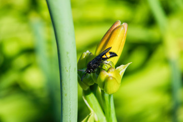 Scola steppe on the Bud of a Lily. Insect Scolia steppe. Insect sitting on a flower on a background of green leaves.