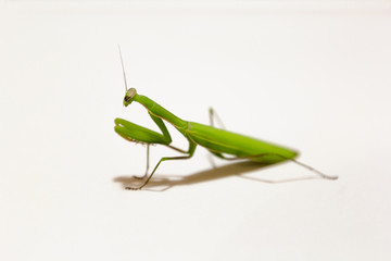 Female European Mantis or Praying Mantis, Mantis religiosa, in front of white background