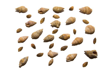 Collection of various seashells, isolated on white background. Collection of shells of different shapes and colors. Summer, tourism, sea, resort, vacation.