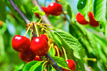 Sweet cherries hanging on a tree branch. Red sweet cherries on the tree. Red ripe berries of sweet cherry on a branch in a summer garden on background of green leaves and blue sky, close-up.