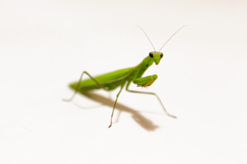 Female European Mantis or Praying Mantis, Mantis religiosa, in front of white background