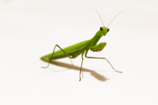 Female European Mantis or Praying Mantis, Mantis religiosa, in front of white background