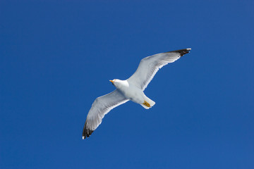 Obraz premium Seagull flying in clear sky