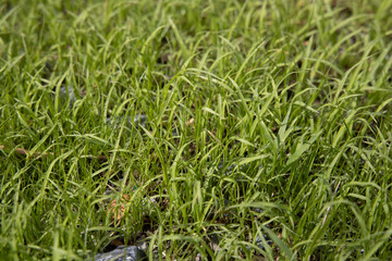 Worm’s eye view of Fresh Light green grass With the soft light of the sun splashing down to the grass in the morning That just grew out of the soil shortly.