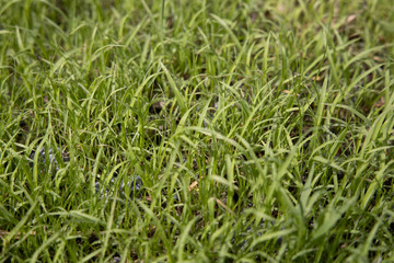 Worm’s eye view of Fresh Light green grass With the soft light of the sun splashing down to the grass in the morning That just grew out of the soil shortly.