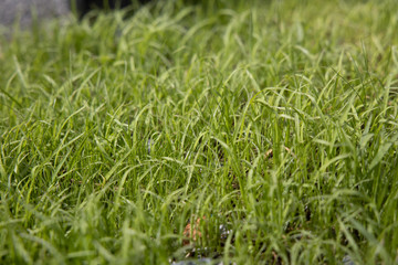 Worm’s eye view of Fresh Light green grass With the soft light of the sun splashing down to the grass in the morning That just grew out of the soil shortly.