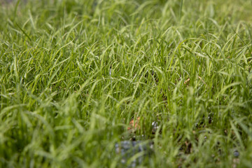 Worm’s eye view of Fresh Light green grass With the soft light of the sun splashing down to the grass in the morning That just grew out of the soil shortly.