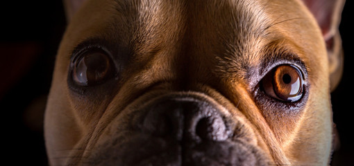 Bulldog Francese (bouledogue français) - Portrait